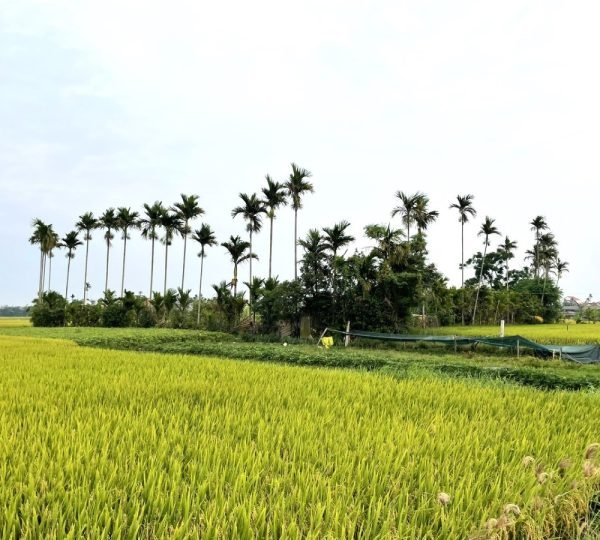Hoi An Cam Kim Island Cycling Tour